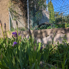 Quelques iris violets dans le Jardin Des Tentations au printemps - Antre Des Vices, gites BDSM proche de Valence