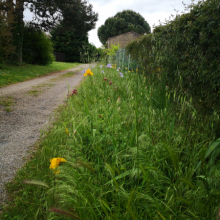 Quelques iris du Jardin Des Tentations - Antre Des Vices, gites BDSM proche de Valence
